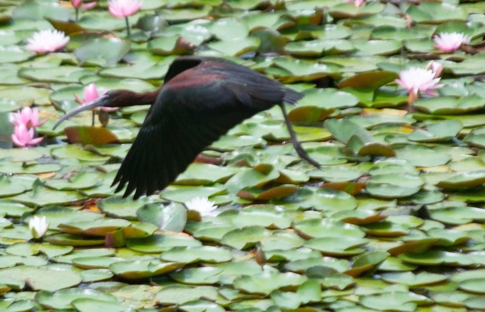 Image 7-10-20 at 5.40 PM.jpg