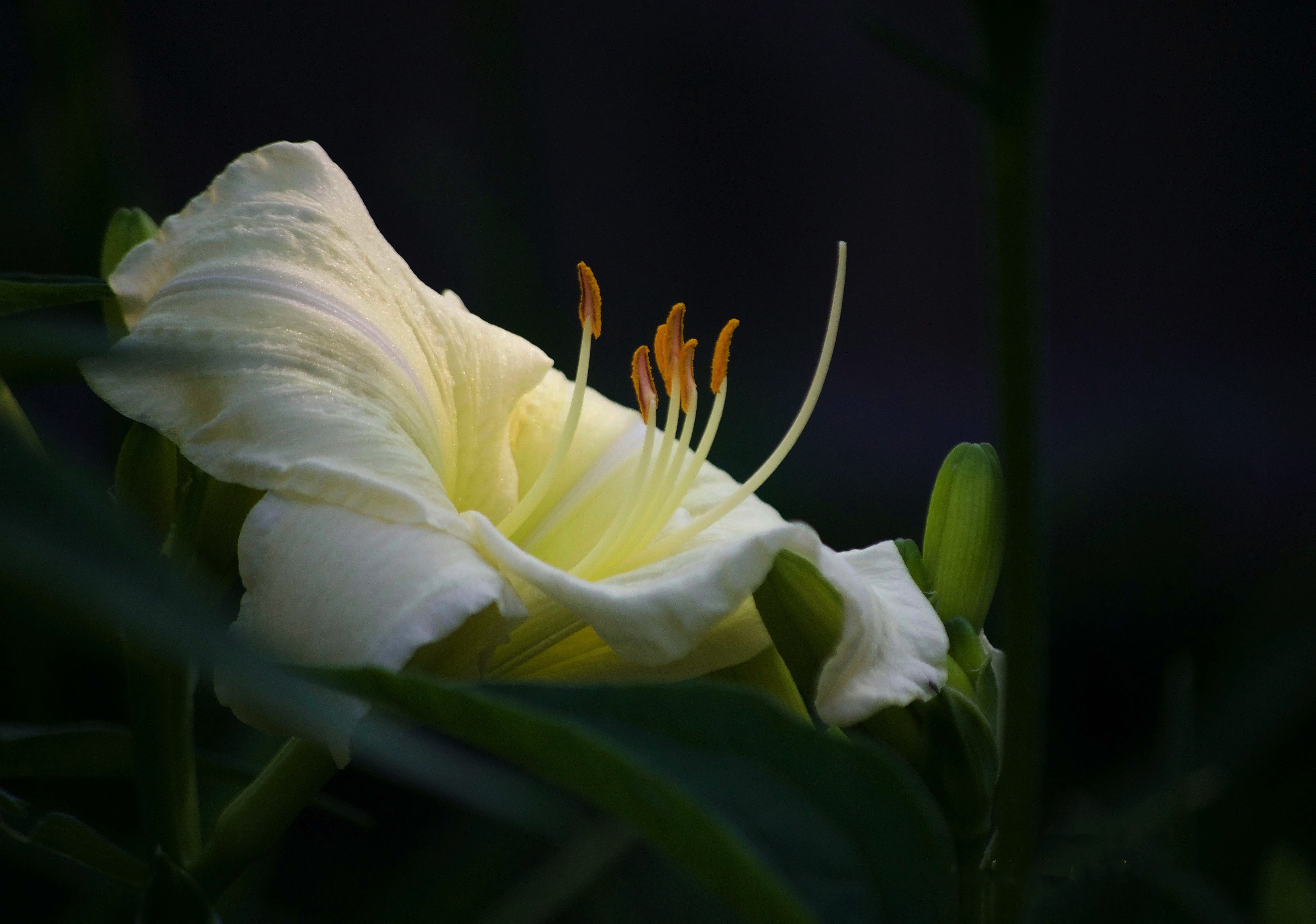 Image 7-17-20 at 5.09 PM.jpg