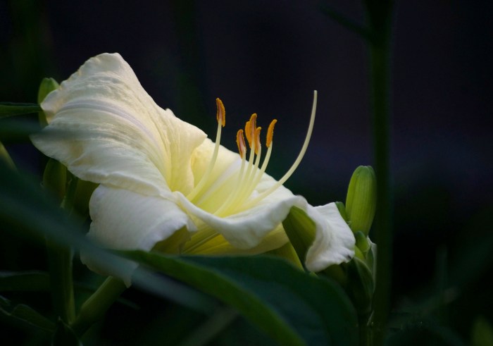 Image 7-17-20 at 5.09 PM.jpg