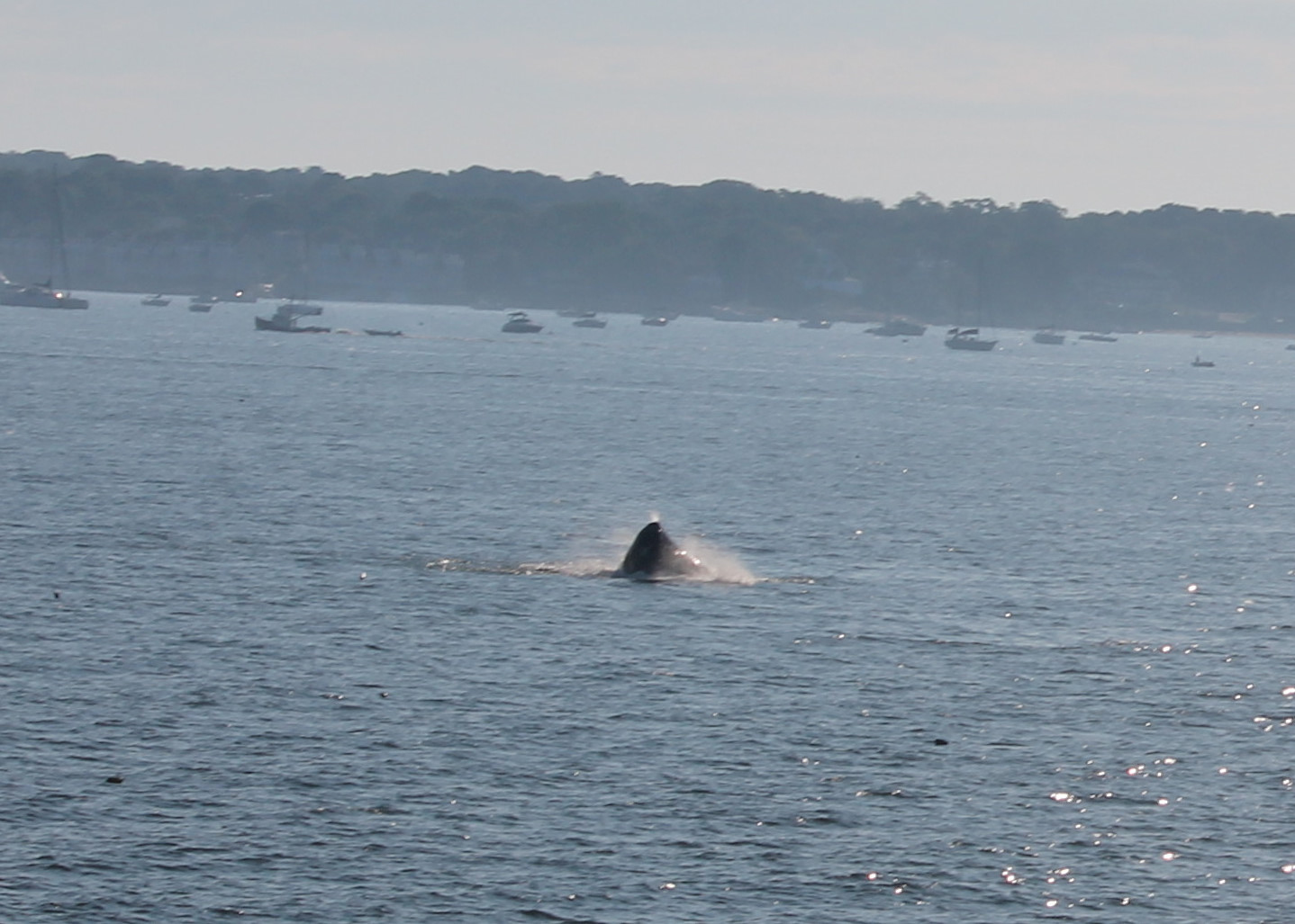 Smaller Whale off of Dolliver's Neck 7 28 20 IMG_0817_01.JPG
