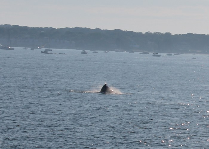 Smaller Whale off of Dolliver's Neck 7 28 20 IMG_0817_01.JPG