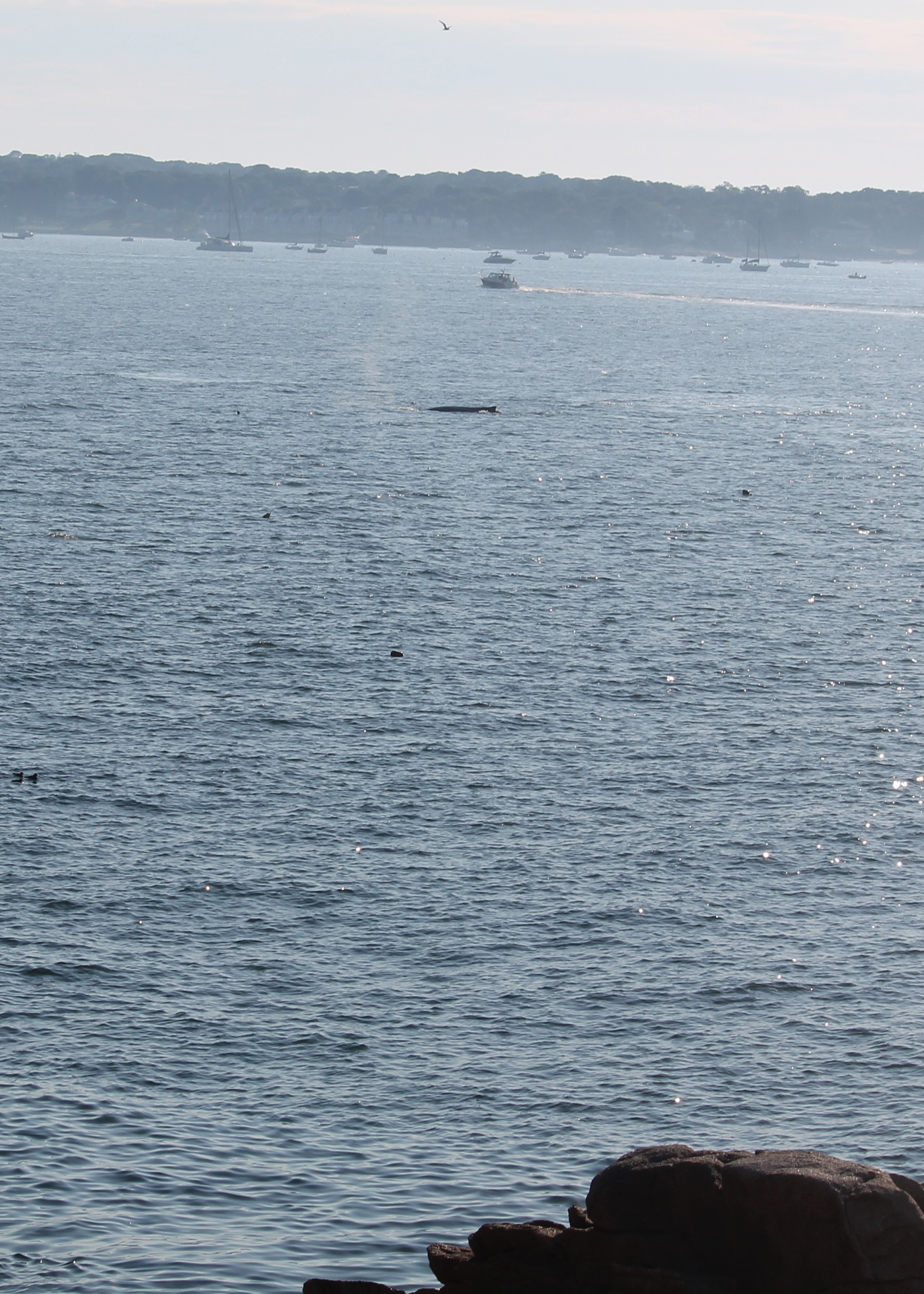 Smaller Whale off of Dolliver's Neck 7 28 20 IMG_0822_01