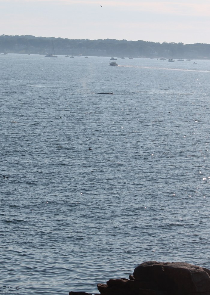 Smaller Whale off of Dolliver's Neck 7 28 20 IMG_0822_01