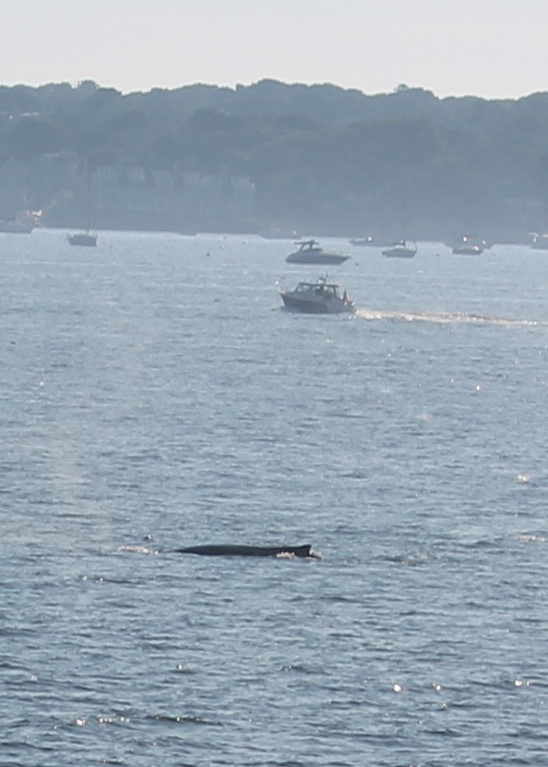 Smaller Whale off of Dolliver's Neck 7 28 20 IMG_0822A_01.JPG