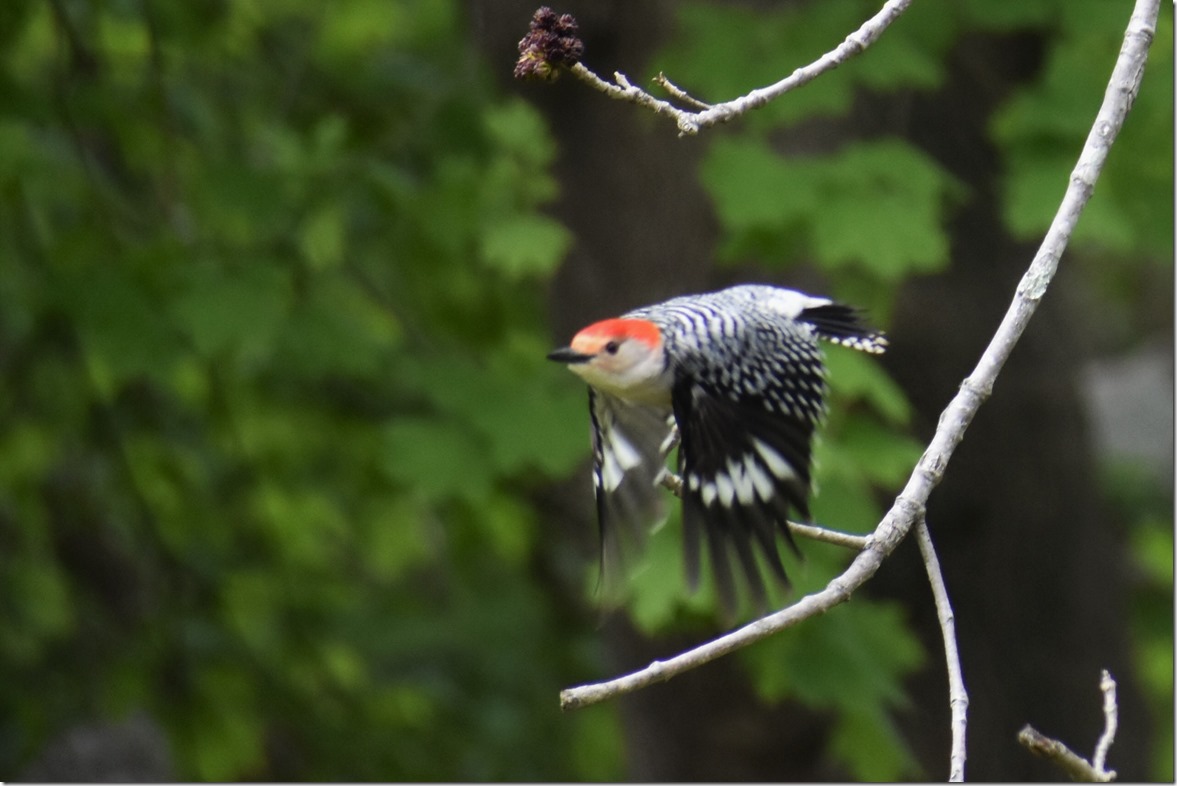 CP Pileated Woodpecker