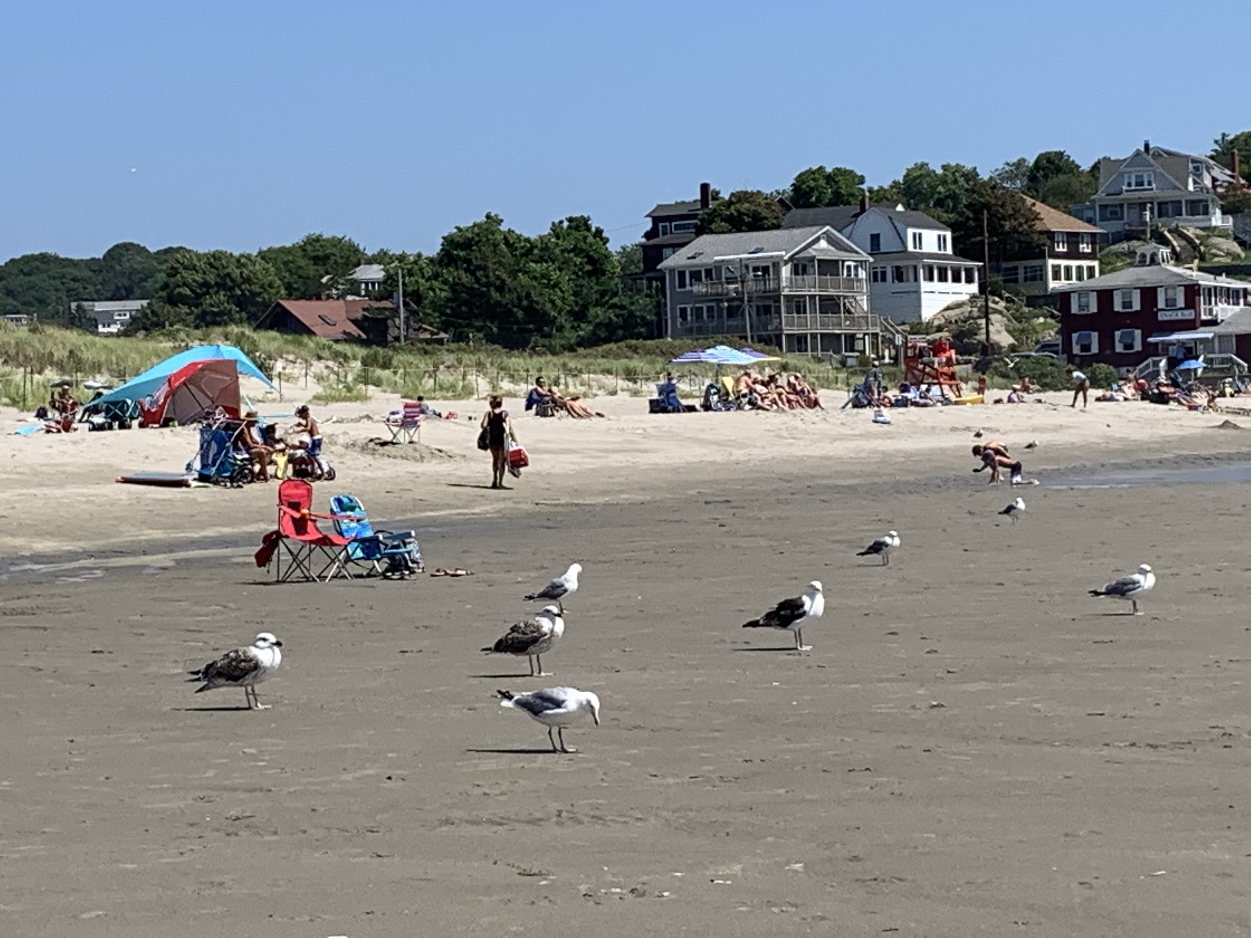 Glorious Good Harbor Beach - Good Morning Gloucester