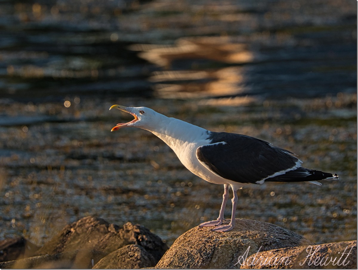 Sea Gull at Dusk