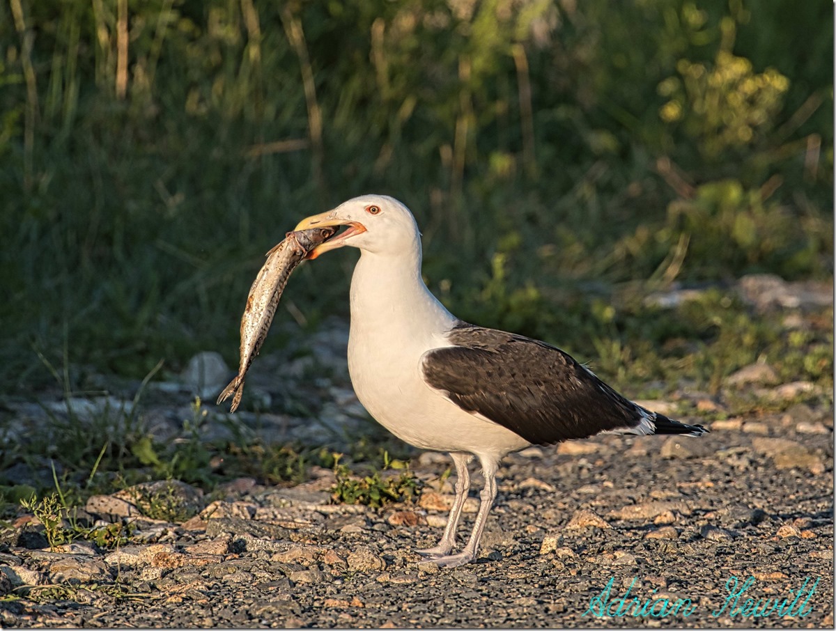 Sea Gull with Fish