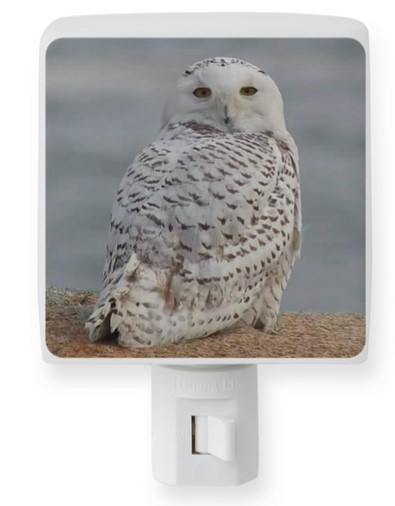 Back Shore Snowy Night Light