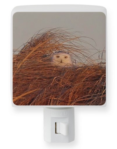 Peeking Owl Night Light