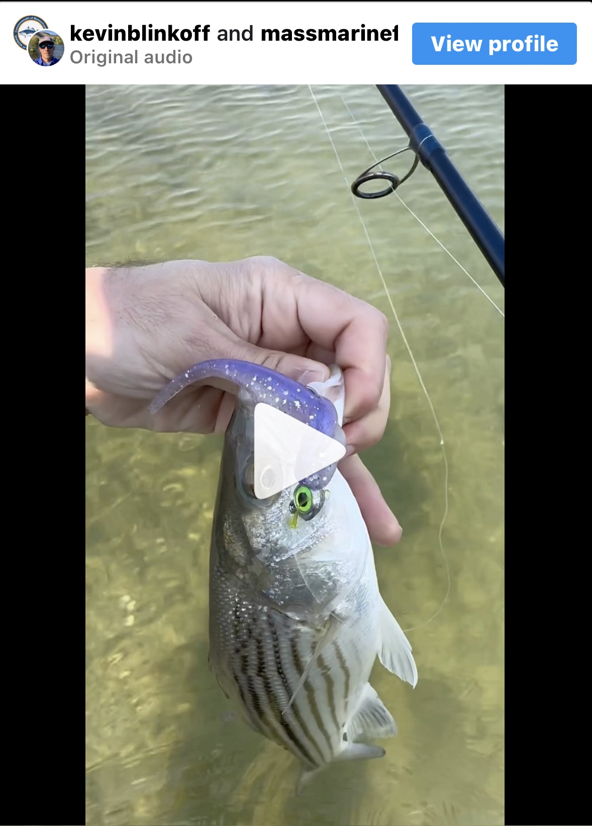 Massachusetts Marine Fisheries Striper Program Pretty Cool Good