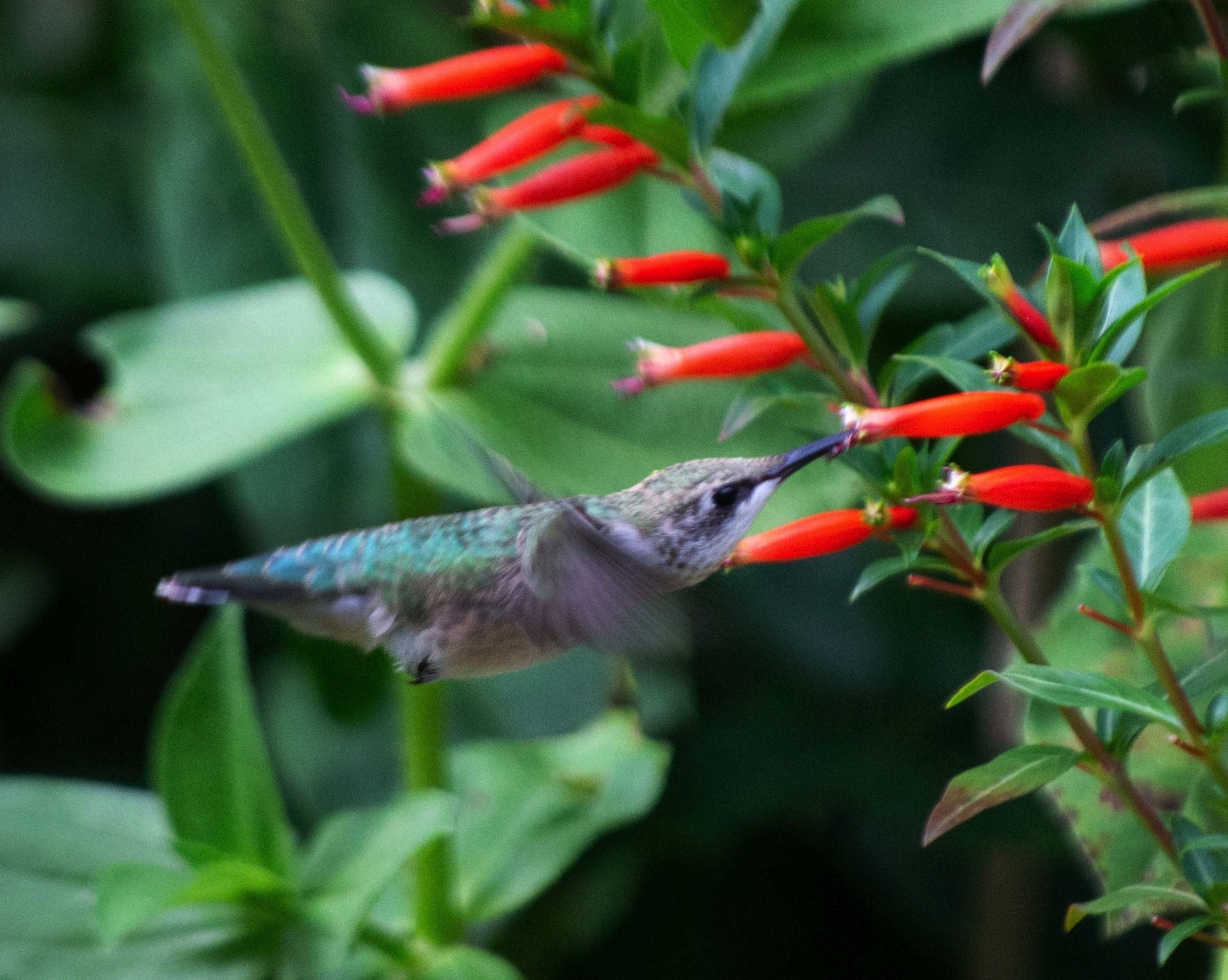 Firecracker Insect Firecrackers – Good Morning Gloucester