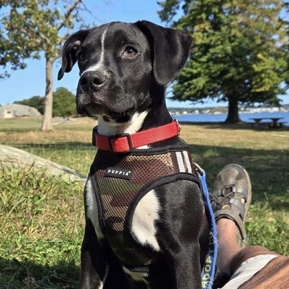 Cape Ann Animal Aid Comes To Apothecary Suil Crow – Good Morning Gloucester